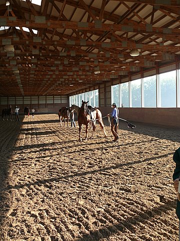 Susan Hopkins, Colt Starting