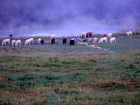 Cows in the meadow
