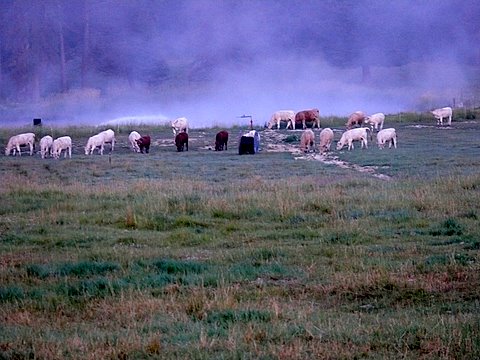 Cows in the meadow