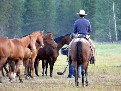 Wes introducing horses to crew