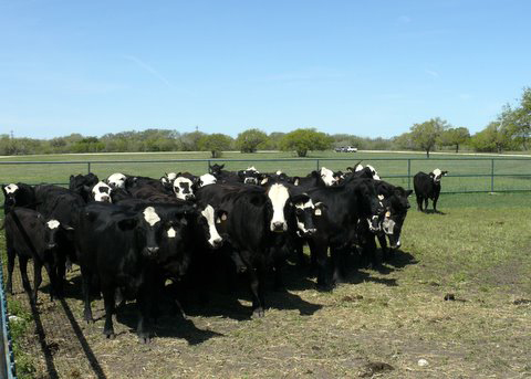 Herd of Brangus Baldies 