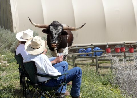 Bull passing on through