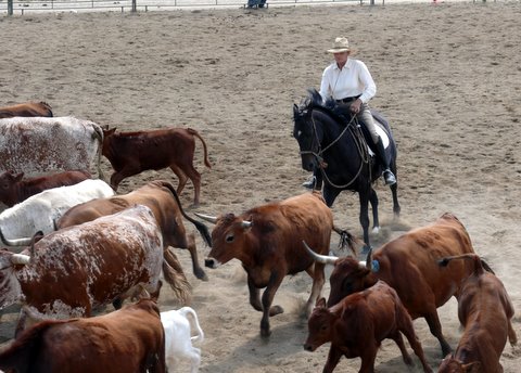 Betty Staley with dressage horse working cows 