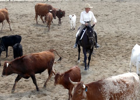 Betty on dressage horse