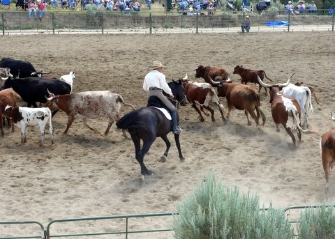 Betty on dressage horse working cattle