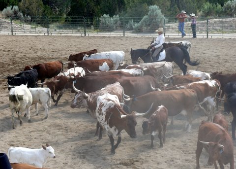 Betty cutting cattle with dressage horse