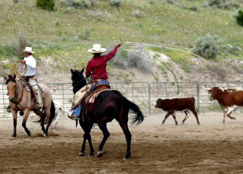 Reata roping cows