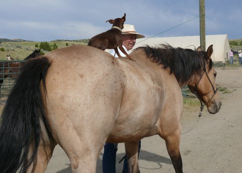 Bill Seton with Elka (the horse) and Sadie (the dog)