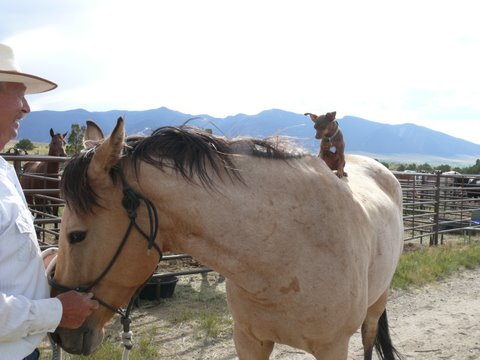 Bill and Elka with Sadie, the Min Pin 