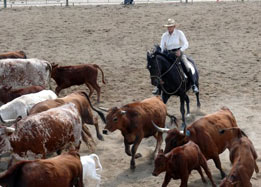 Betty Staley, working cattle with dressage horse
