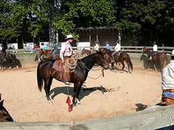 First ride with colts in halters