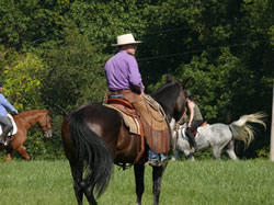 Buck Brannaman, Natural Horsemanship Training