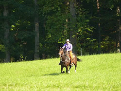 Buck Brannaman, Natural Horsemanship Training