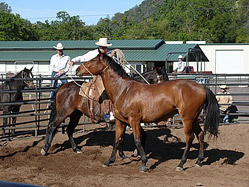 Colt starting