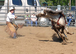 Dancing with the colt