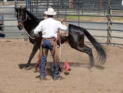 Colt starting