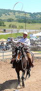 Buck roping colt