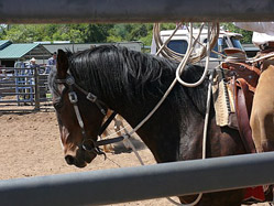 Buck on Charro