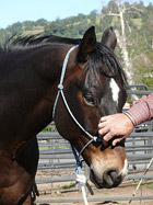 Buck Brannaman, Natural Horsemanship Training