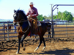 Buck working on canter transitions