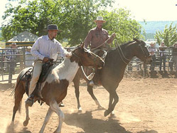 Buck Brannaman, Natural Horsemanship Training