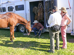 Buck lowering his horse's head to eat