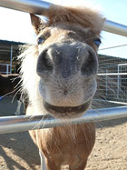 Minnie horse at Saddle Creek Ranch