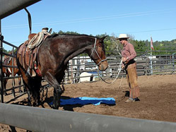Teaching horses to lead over water and obstacles