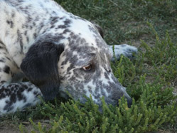 Anonymous dog at Chico Clinic