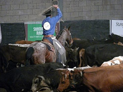 Roping in the herd