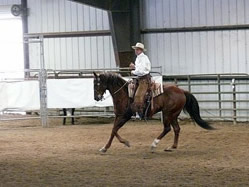 Buck during stock horse competition