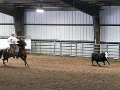 Buck and Arc racing for the cow