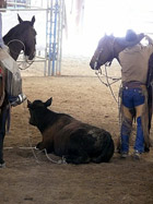 Cow resting at Californios