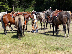 Cathy holds the cows' horses