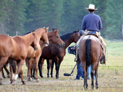 Wes introducing horses to crew