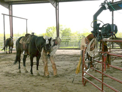 Buck bridling Rebel with Jib camera rolling