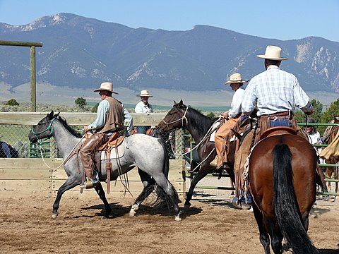 The Ruby Mountains and colts
