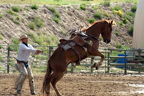 Bill Seaton working with Paige's colt