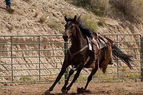 Colt starting