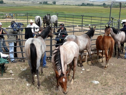 Horses watching interview