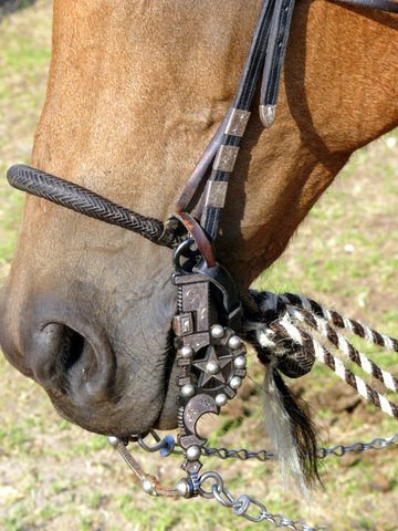 Beautiful bridle