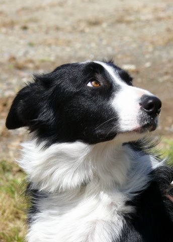 Moni Howard's border collie