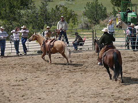 Flagging of colts - first day