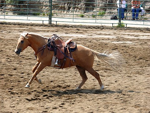 Flagging of colts - Sharon Melniker's young horse