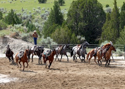 Flagging of colts - first day 