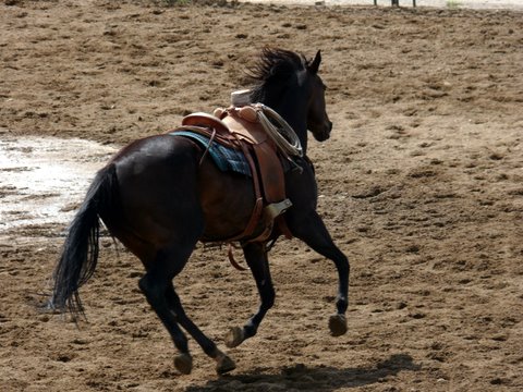 Flagging of the colts