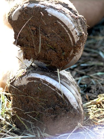 Mary Brannaman's horse, Scotch's hooves