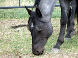 Blue roan